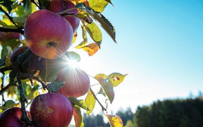 Rural communities: Climate change events and COVID-19
