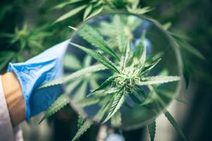 Using cannabis can ease cravings for street-level drugs, UBC research suggests