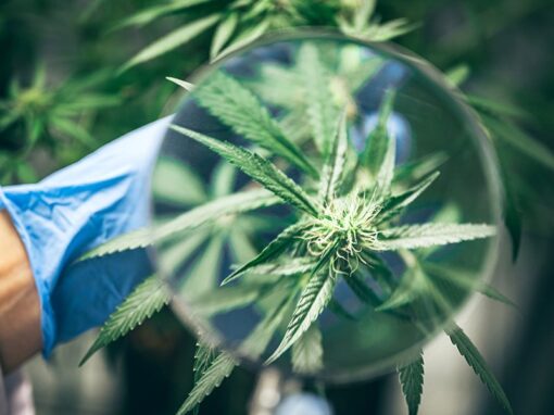 Using cannabis can ease cravings for street-level drugs, UBC research suggests